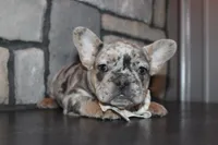 AKC Fifi, a female French Bulldog for sale in Massillon, OH – 7 of 7