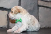 Mini Ziggy, a male Miniature Goldendoodle for sale in Massillon, OH – 2 of 6