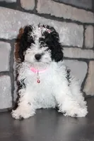 AKC Remi, a female Poodle - Miniature  for sale in Massillon, OH – Photo 2 of 8