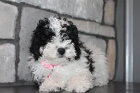 AKC Remi, a female Poodle - Miniature  for sale in Massillon, OH – Photo 5 of 8