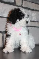 AKC Remi, a female Poodle - Miniature  for sale in Massillon, OH – Photo 8 of 8