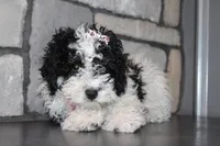 AKC Remi, a female Poodle - Miniature  for sale in Massillon, OH – Photo 7 of 8