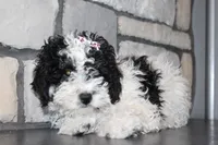 AKC Remi, a female Poodle - Miniature  for sale in Massillon, OH – Photo 4 of 8