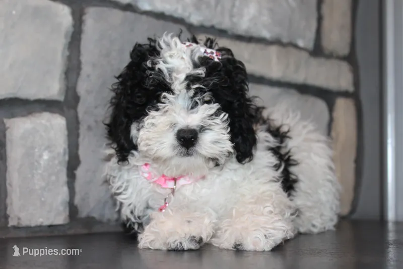 AKC Remi, a female Poodle - Miniature  for sale in Massillon, OH – Photo 1 of 8