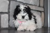 AKC Remi, a female Poodle - Miniature  for sale in Massillon, OH – Photo 1 of 8