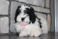 AKC Remi, a female Poodle - Miniature  for sale in Massillon, OH – Photo 6 of 8