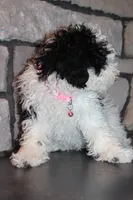 AKC Remi, a female Poodle - Miniature  for sale in Massillon, OH – Photo 3 of 8
