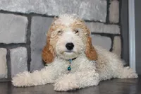Mini Beau, a male Miniature Goldendoodle for sale in Massillon, OH – 10 of 10