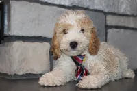 Mini B, a male Miniature Goldendoodle for sale in Massillon, OH – 4 of 8