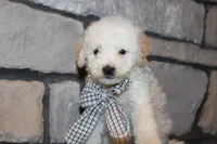 Mini Sadie, a female Miniature Goldendoodle for sale in Massillon, OH – 4 of 6