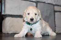 Jax, a male Poodle - Miniature  for sale in Massillon, OH – 6 of 6
