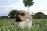 Akc Kuna, a female Akita for sale in Massillon, OH – 4 of 5