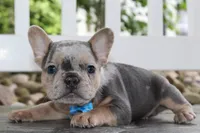 AKC Ziggy, a male French Bulldog for sale in Massillon, OH – 4 of 6