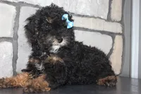 AKC Jace, a male Poodle - Miniature  for sale in Massillon, OH – 4 of 5