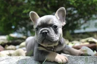 AKC Jack, a male French Bulldog for sale in Massillon, OH – 6 of 10