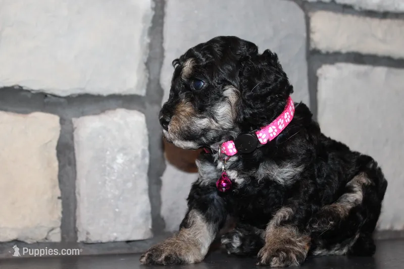 AKC Fifi – Poodle - Miniature  puppy for sale in Massillon, OH