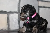AKC Fifi, a female Poodle - Miniature  for sale in Massillon, OH – 1 of 6