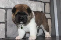 AKC Bear, a male Akita for sale in Massillon, OH – 10 of 10
