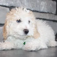 AKC Loui, a female Poodle - Miniature  for sale in Massillon, OH – Photo 7 of 7