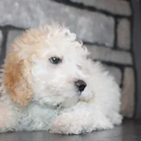 AKC Loui, a female Poodle - Miniature  for sale in Massillon, OH – Photo 3 of 7