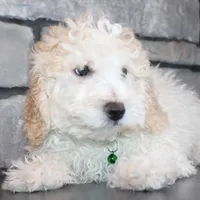 AKC Loui, a female Poodle - Miniature  for sale in Massillon, OH – Photo 2 of 7