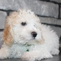 AKC Loui, a female Poodle - Miniature  for sale in Massillon, OH – Photo 6 of 7