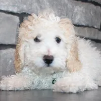 AKC Loui, a female Poodle - Miniature  for sale in Massillon, OH – Photo 1 of 7