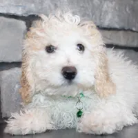 AKC Loui, a female Poodle - Miniature  for sale in Massillon, OH – Photo 4 of 7
