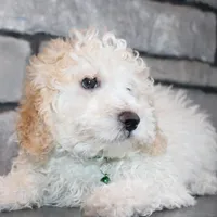 AKC Loui, a female Poodle - Miniature  for sale in Massillon, OH – Photo 5 of 7