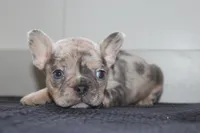 AKC Cooper, a male French Bulldog for sale in Massillon, OH – 8 of 9