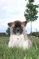 Akc Kuna, a female Akita for sale in Massillon, OH – 1 of 5