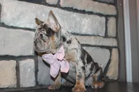 AKC Fifi, a female French Bulldog for sale in Massillon, OH – 4 of 10