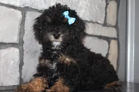 AKC Jace, a male Poodle - Miniature  for sale in Massillon, OH – 5 of 5