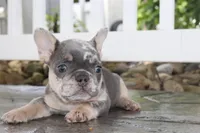 AKC Sadi, a female French Bulldog for sale in Massillon, OH – 8 of 10