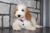 Mini Molly, a male Miniature Goldendoodle for sale in Massillon, OH – 3 of 10