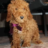 AKC Piper, a female Poodle - Miniature  for sale in Massillon, OH – Photo 6 of 10