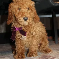 AKC Piper, a female Poodle - Miniature  for sale in Massillon, OH – Photo 3 of 10