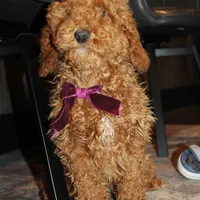 AKC Piper, a female Poodle - Miniature  for sale in Massillon, OH – Photo 9 of 10