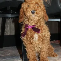 AKC Piper, a female Poodle - Miniature  for sale in Massillon, OH – Photo 4 of 10