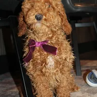 AKC Piper, a female Poodle - Miniature  for sale in Massillon, OH – Photo 10 of 10