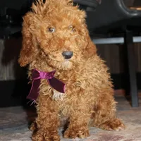 AKC Piper, a female Poodle - Miniature  for sale in Massillon, OH – Photo 5 of 10