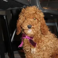 AKC Piper, a female Poodle - Miniature  for sale in Massillon, OH – Photo 2 of 10