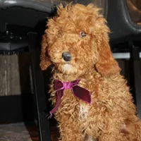 AKC Piper, a female Poodle - Miniature  for sale in Massillon, OH – Photo 7 of 10