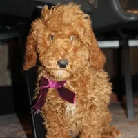 AKC Piper, a female Poodle - Miniature  for sale in Massillon, OH – Photo 1 of 10
