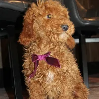 AKC Piper, a female Poodle - Miniature  for sale in Massillon, OH – Photo 8 of 10