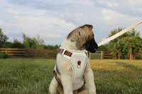 AKC Molly , a female Akita for sale in Massillon, OH – 6 of 9