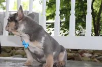 AKC Hank, a male French Bulldog for sale in Massillon, OH – 2 of 8