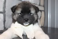 Akc Riley, a female Akita for sale in Massillon, OH – 3 of 10