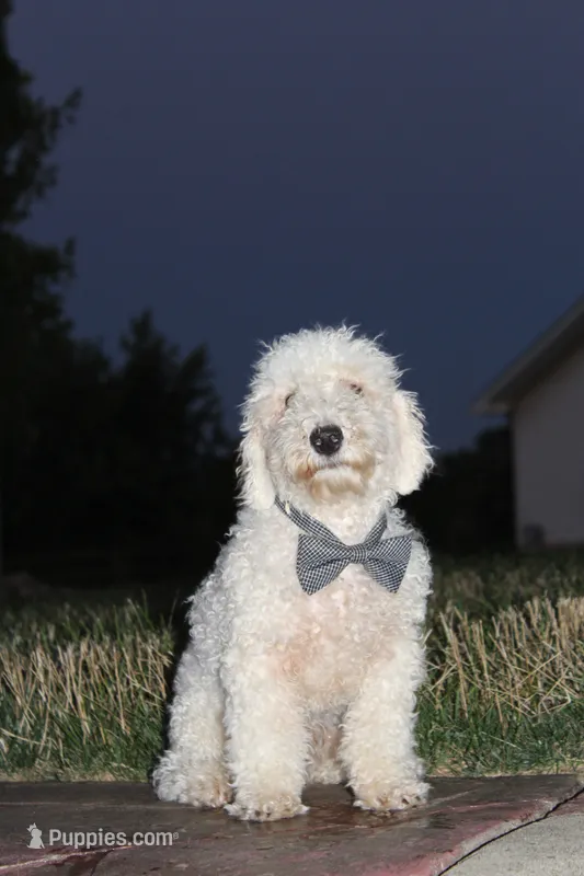 AKC Ollie – Poodle - Miniature  puppy for sale in Massillon, OH