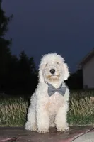 AKC Ollie, a male Poodle - Miniature  for sale in Massillon, OH – 1 of 6